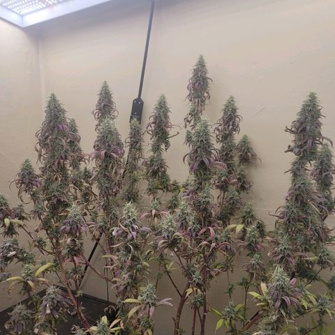 Power Plant 1 growlog timeline photo