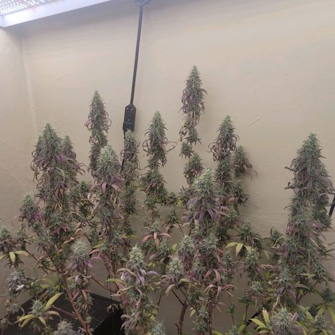Power Plant 1 growlog timeline photo