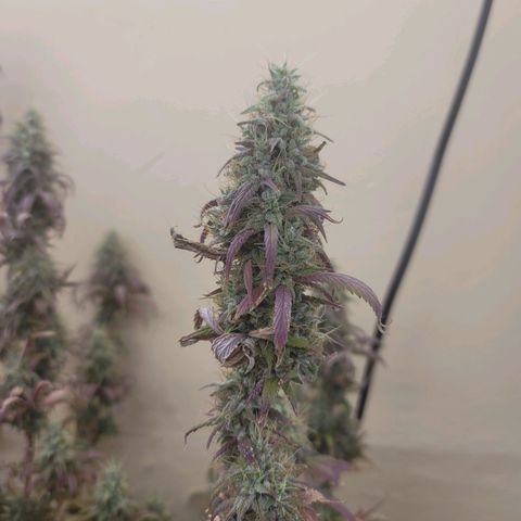 Power Plant 1 growlog timeline photo