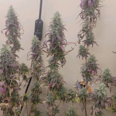 Power Plant 1 growlog timeline photo