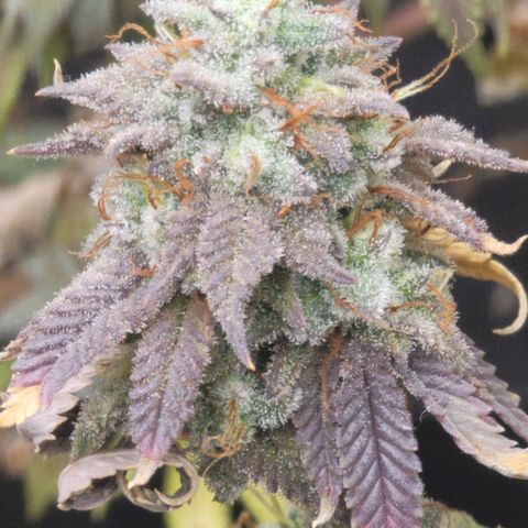 Plural Peach 1 growlog timeline photo