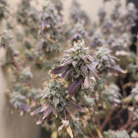 Plural Peach 1 growlog timeline photo
