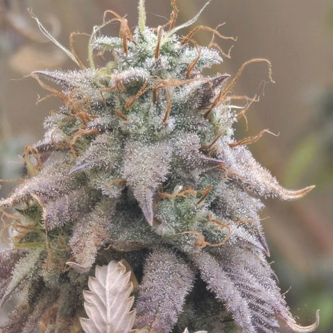 Plural Peach 1 growlog timeline photo