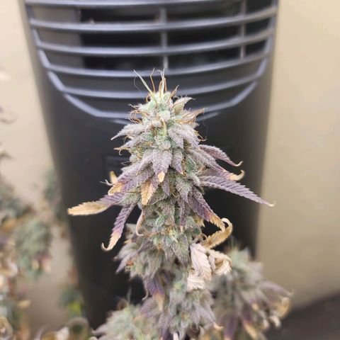 Plural Peach 1 growlog timeline photo