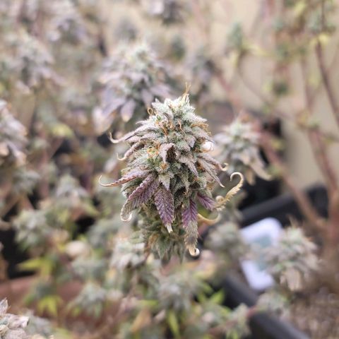 Plural Peach 1 growlog timeline photo