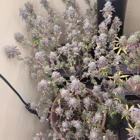 Plural Peach 1 growlog timeline photo