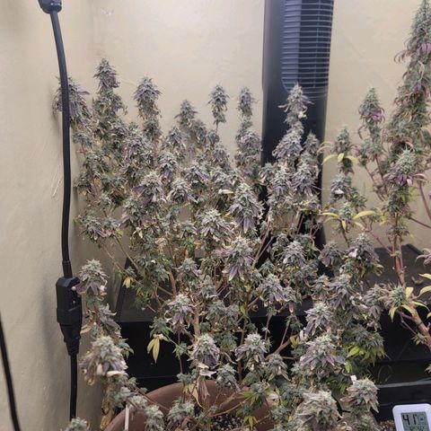 Plural Peach 1 growlog timeline photo
