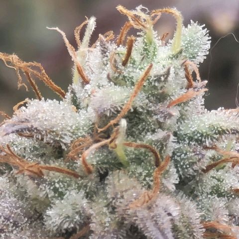 Plural Peach 1 growlog timeline photo