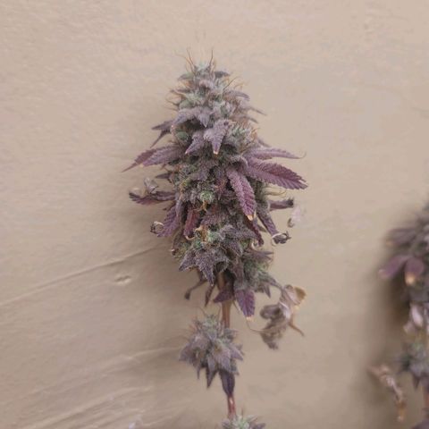 Plural Peach 1 growlog timeline photo