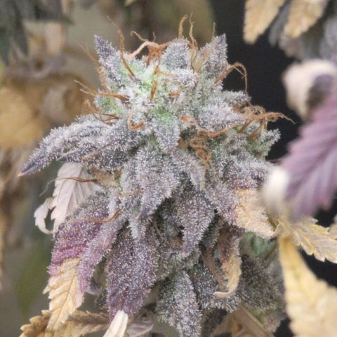Plural Peach 1 growlog timeline photo