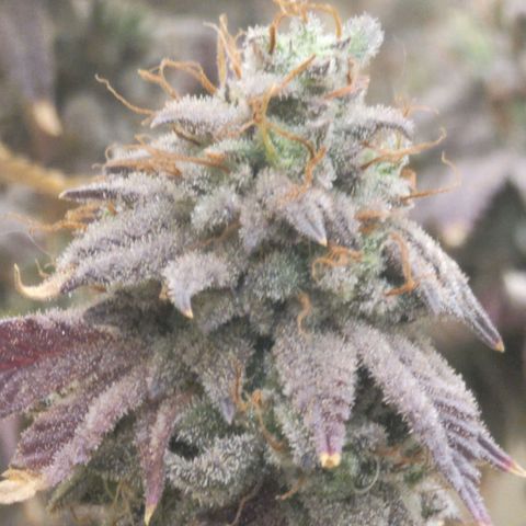 Plural Peach 1 growlog timeline photo
