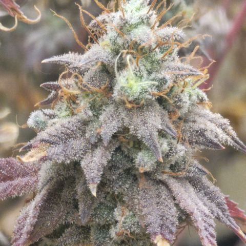 Plural Peach 1 growlog timeline photo