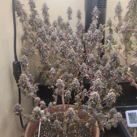 Plural Peach 1 growlog timeline photo