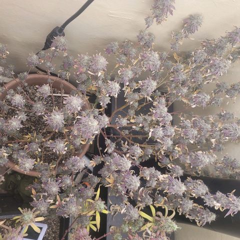 Plural Peach 1 growlog timeline photo
