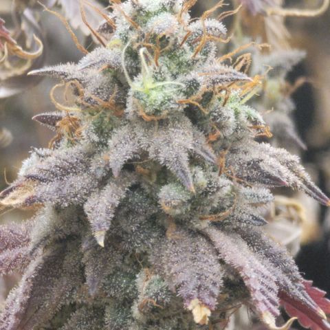 Plural Peach 1 growlog timeline photo