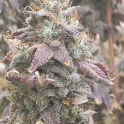 Plural Peach 1 growlog timeline photo