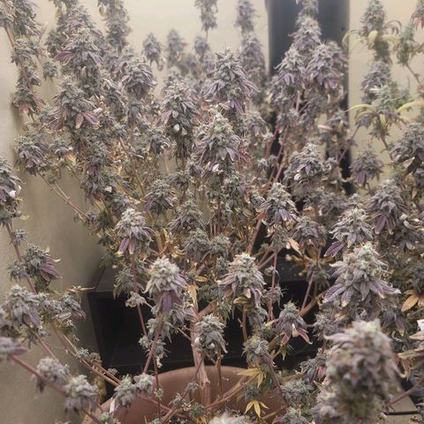 Plural Peach 1 growlog timeline photo