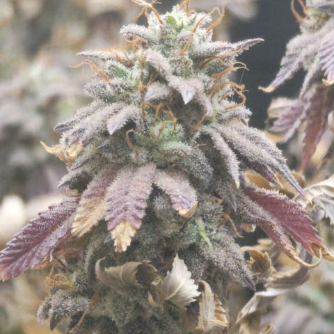 Plural Peach 1 growlog timeline photo
