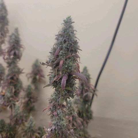 Power Plant 1 growlog timeline photo
