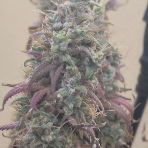 Power Plant 1 growlog timeline photo
