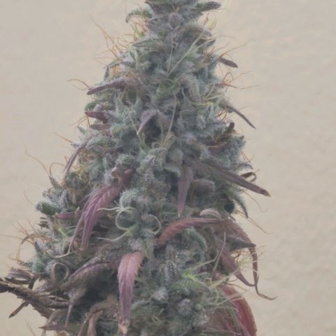 Power Plant 1 growlog timeline photo