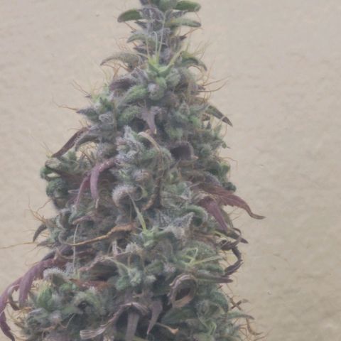 Power Plant 1 growlog timeline photo