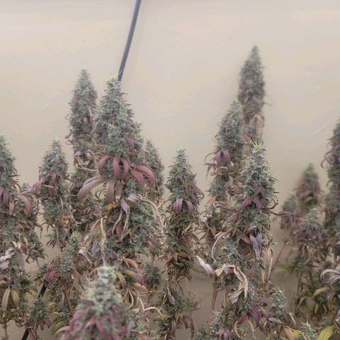 Power Plant 1 growlog timeline photo
