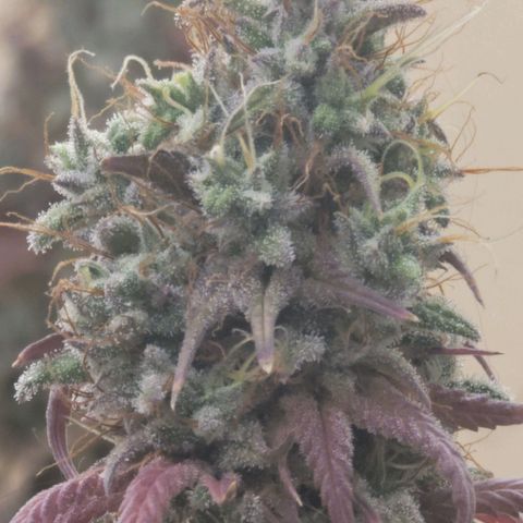 Power Plant 1 growlog timeline photo
