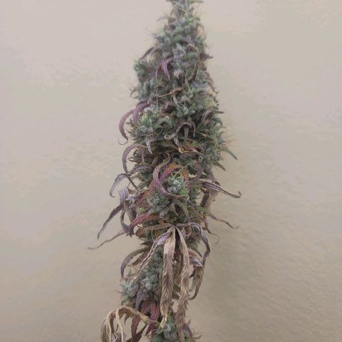 Power Plant 1 growlog timeline photo