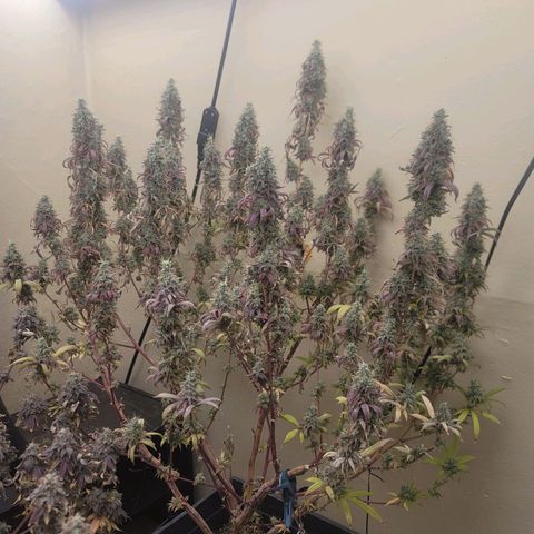 Power Plant 1 growlog timeline photo
