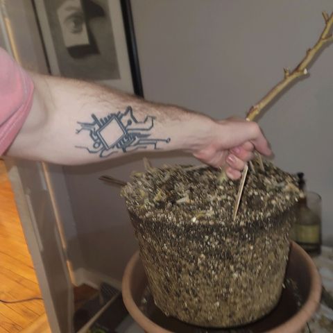 Plural Peach 1 growlog timeline photo