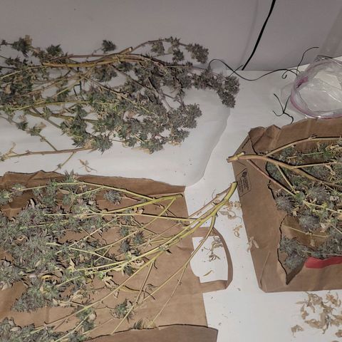 Plural Peach 1 growlog timeline photo
