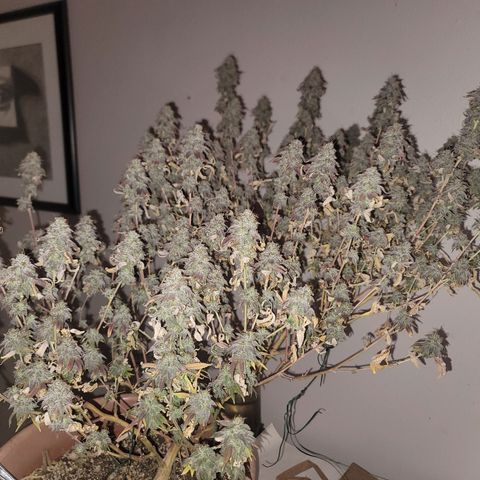 Plural Peach 1 growlog timeline photo