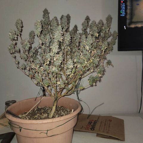 Plural Peach 1 growlog timeline photo