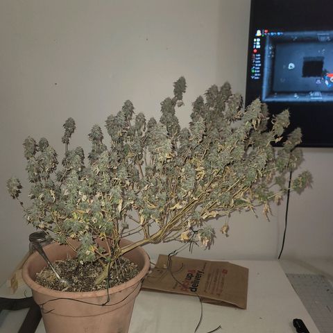 Plural Peach 1 growlog timeline photo