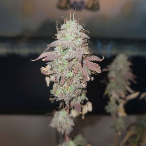 Plural Peach 1 growlog timeline photo