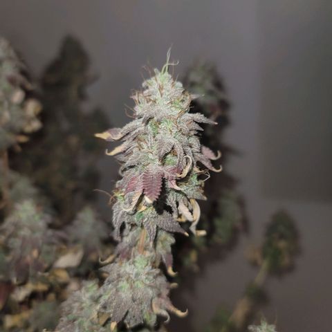 Plural Peach 1 growlog timeline photo