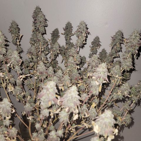 Plural Peach 1 growlog timeline photo