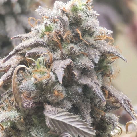 Plural Peach 1 growlog timeline photo