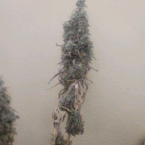 Power Plant 1 growlog timeline photo