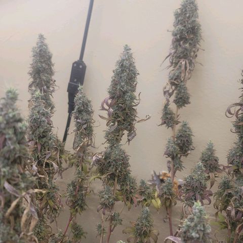 Power Plant 1 growlog timeline photo