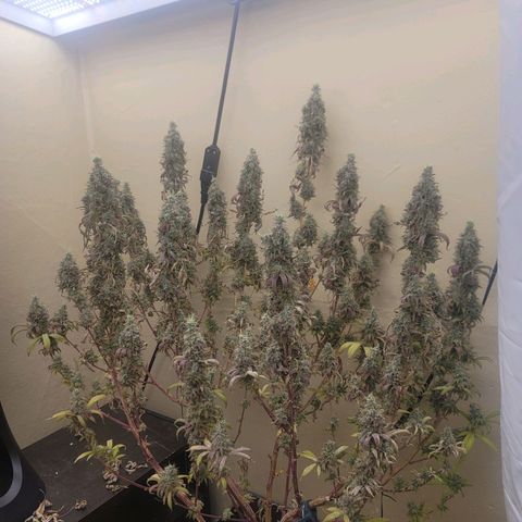 Power Plant 1 growlog timeline photo