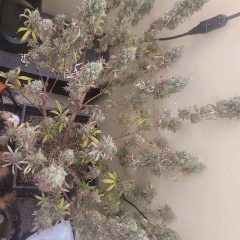 Power Plant 1 growlog timeline photo