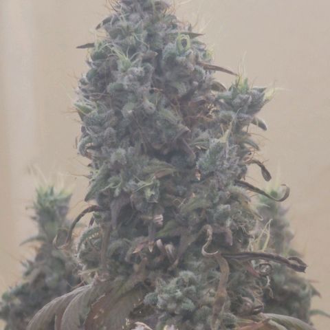 Power Plant 1 growlog timeline photo