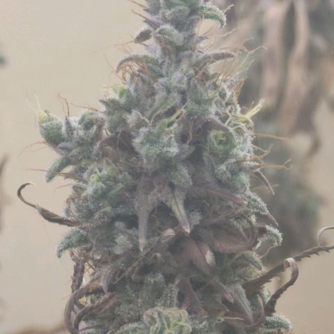 Power Plant 1 growlog timeline photo