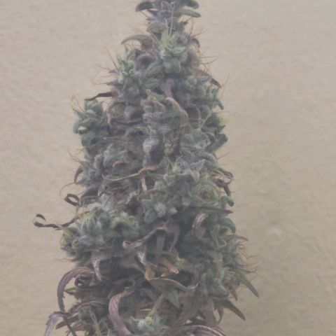 Power Plant 1 growlog timeline photo