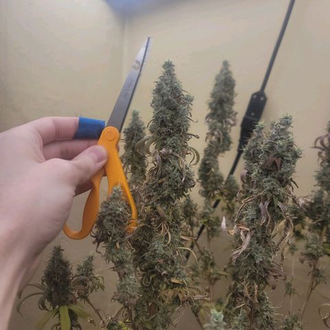 Power Plant 1 growlog timeline photo