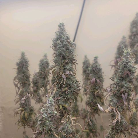 Power Plant 1 growlog timeline photo
