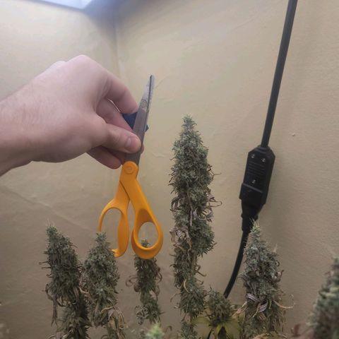 Power Plant 1 growlog timeline photo