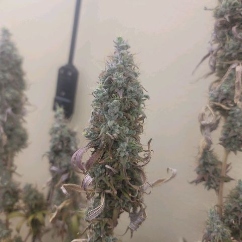 Power Plant 1 growlog timeline photo
